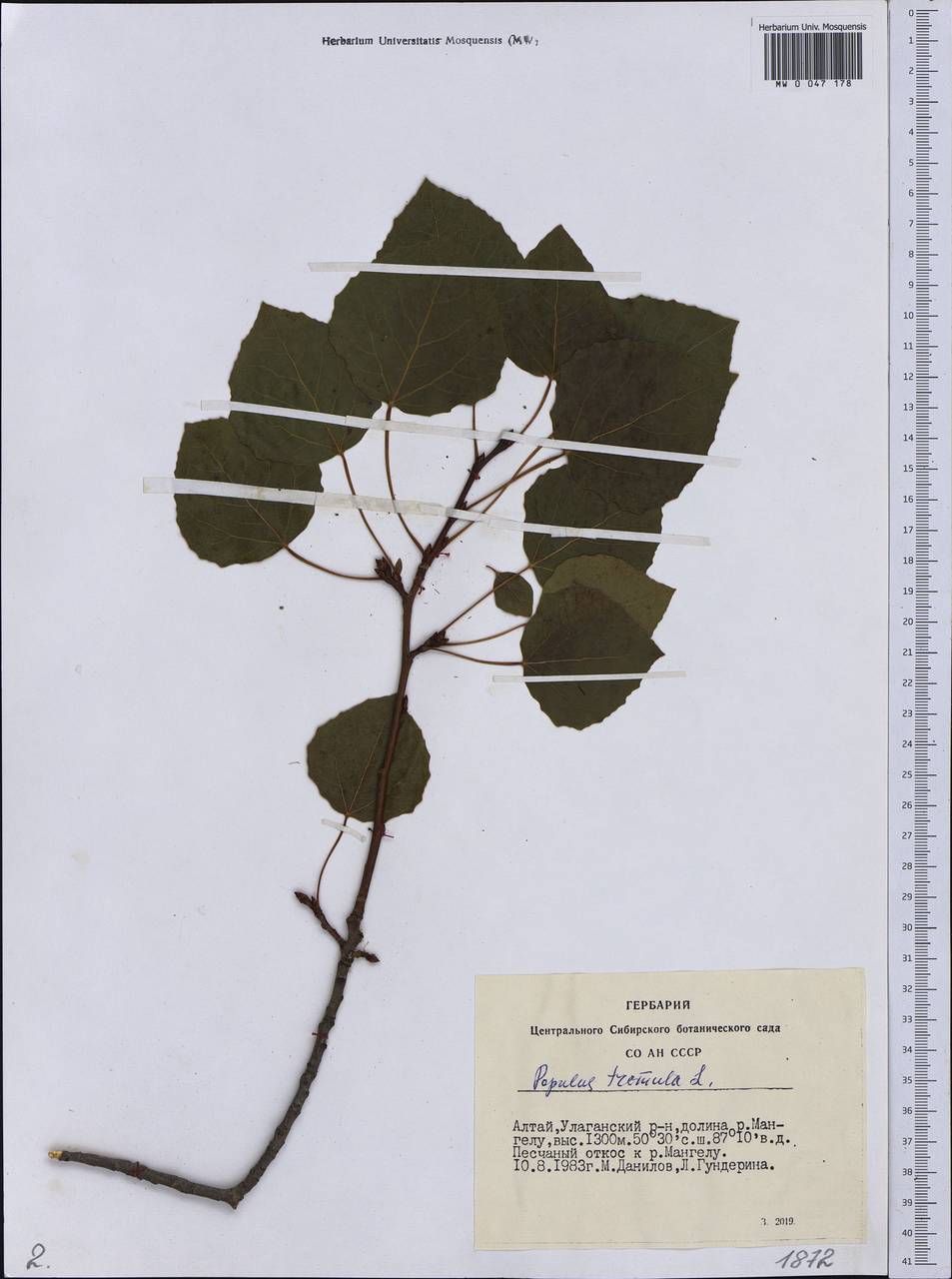 Populus tremula L., Siberia, Altai & Sayany Mountains (S2) (Russia)