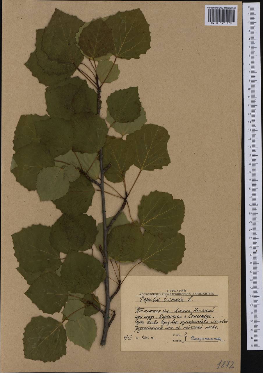 Populus tremula L., Siberia, Western Siberia (S1) (Russia)
