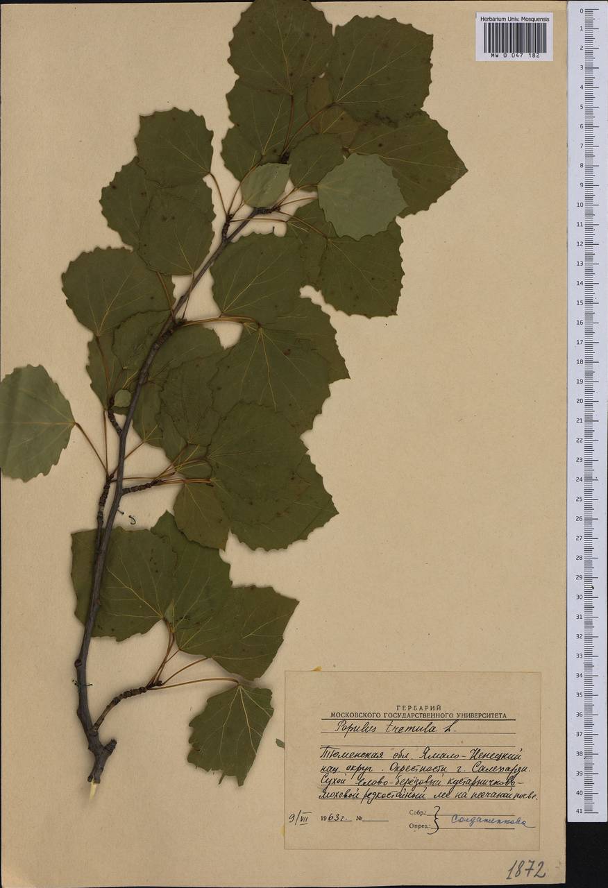 Populus tremula L., Siberia, Western Siberia (S1) (Russia)