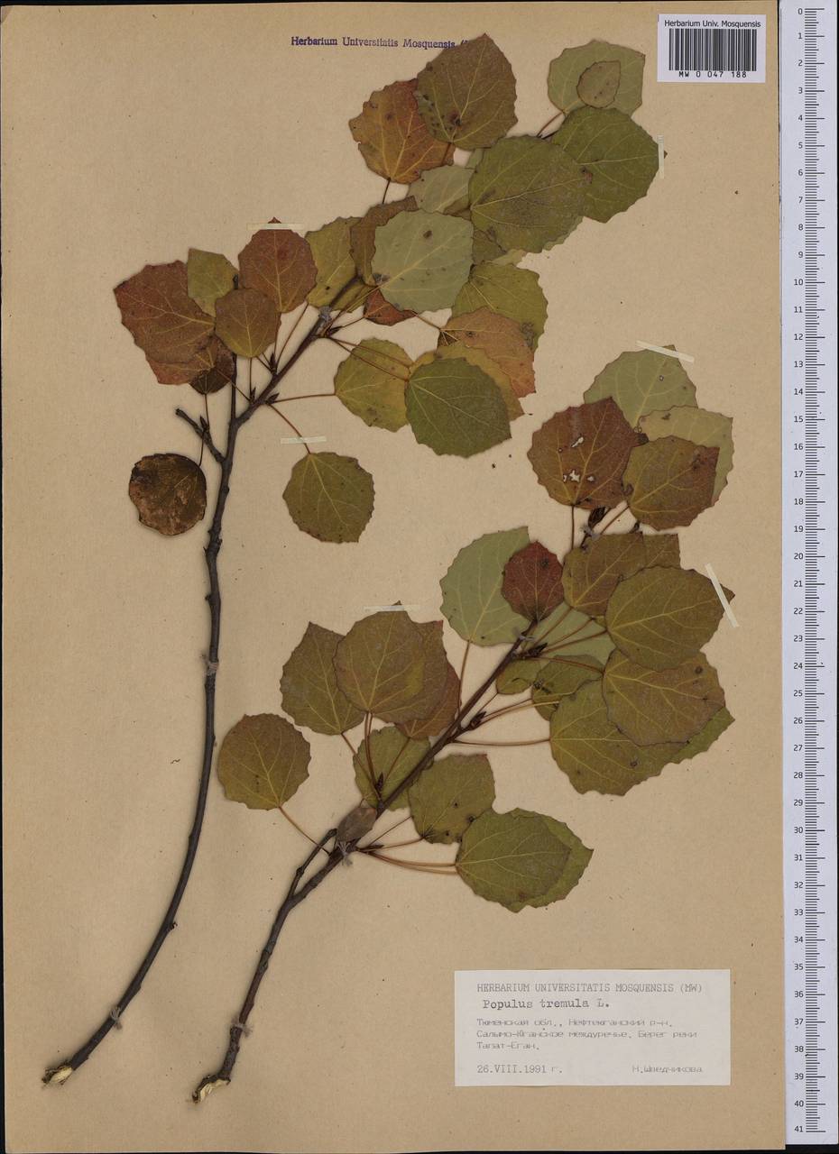 Populus tremula L., Siberia, Western Siberia (S1) (Russia)