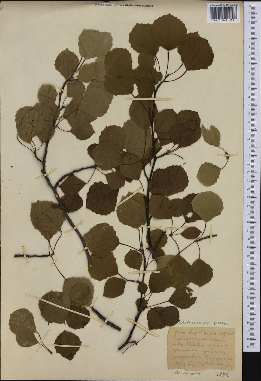 Populus tremula L., Siberia, Western Siberia (S1) (Russia)