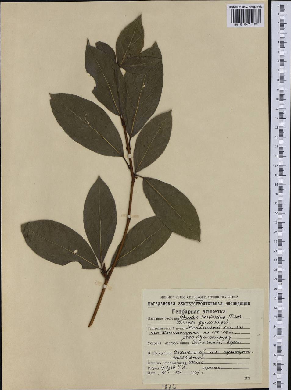 Populus suaveolens, Siberia, Chukotka & Kamchatka (S7) (Russia)