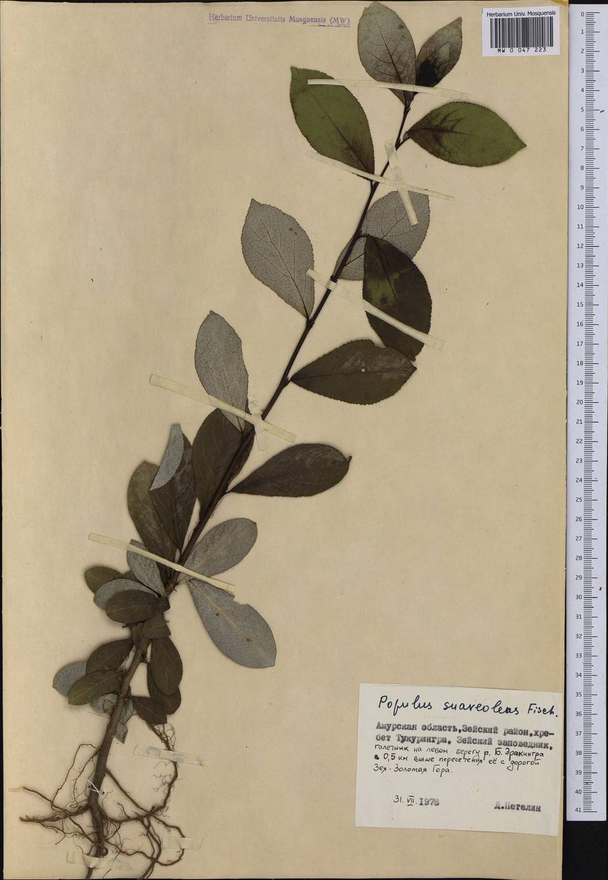 Populus suaveolens Fisch., Siberia, Russian Far East (S6) (Russia)