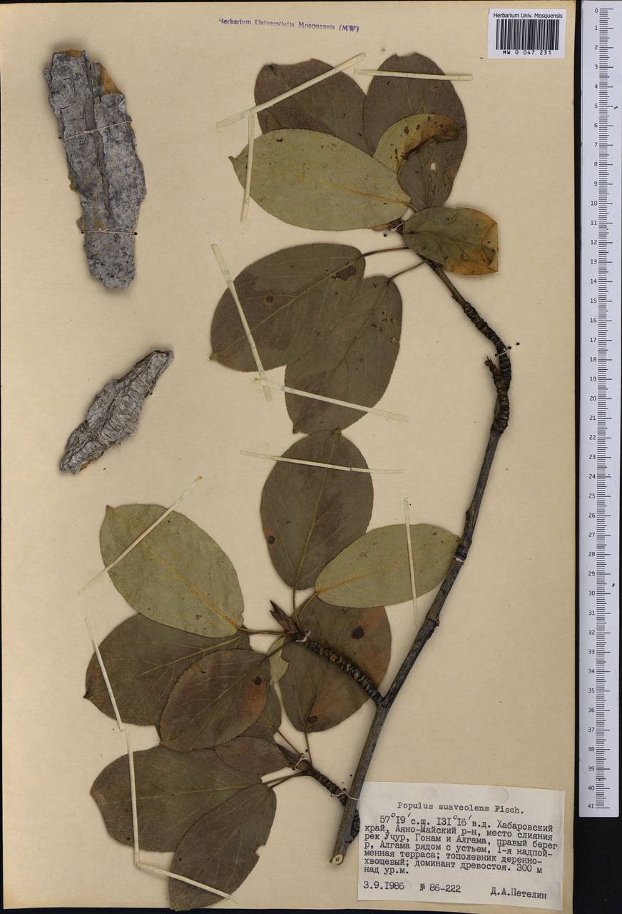 Populus suaveolens, Siberia, Russian Far East (S6) (Russia)