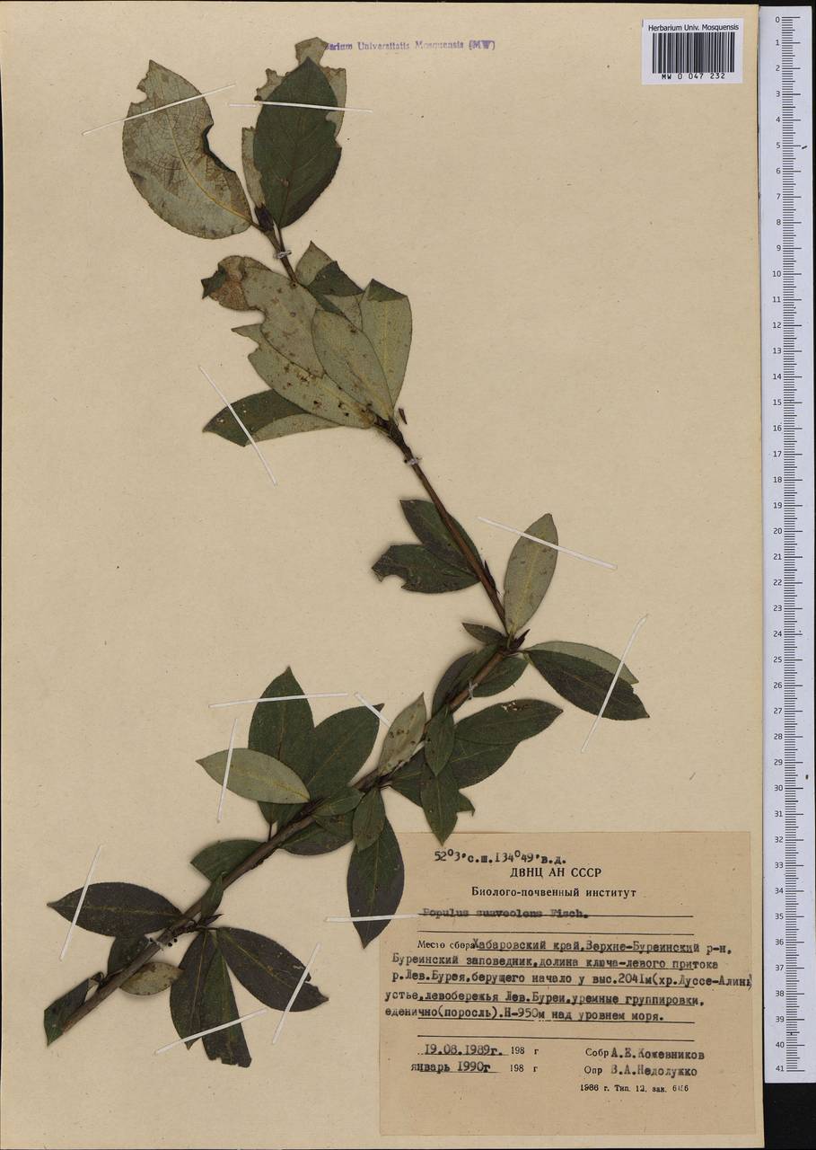 Populus suaveolens, Siberia, Russian Far East (S6) (Russia)