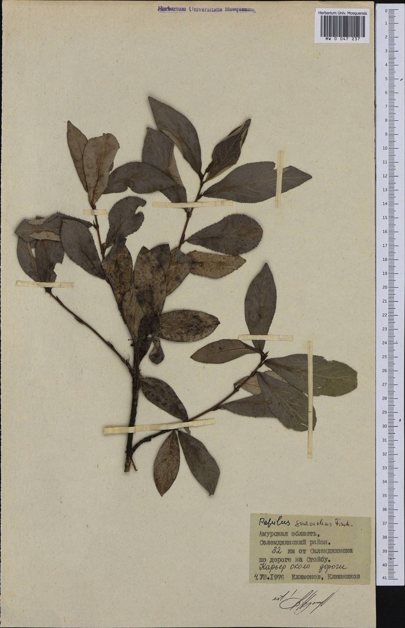 Populus suaveolens Fisch., Siberia, Russian Far East (S6) (Russia)