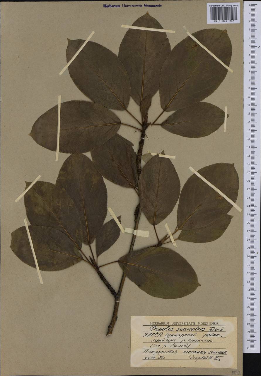 Populus suaveolens Fisch., Siberia, Yakutia (S5) (Russia)