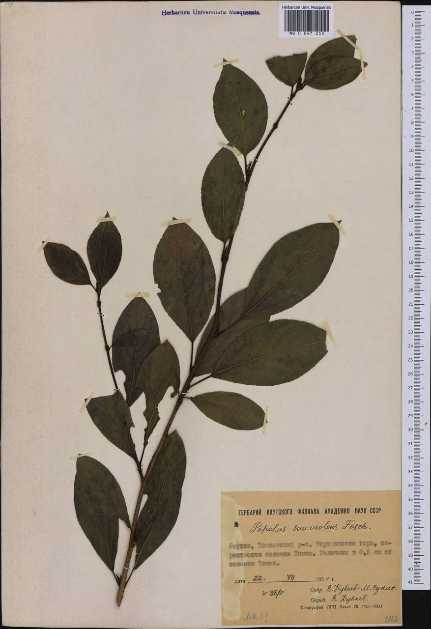 Populus suaveolens, Siberia, Yakutia (S5) (Russia)