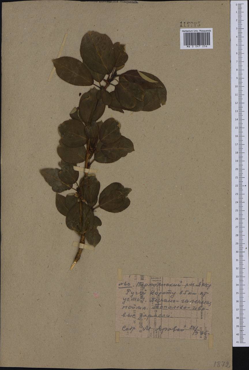 Populus suaveolens, Siberia, Yakutia (S5) (Russia)