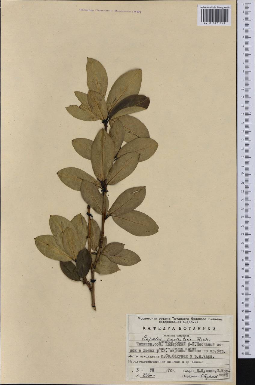 Populus suaveolens Fisch., Siberia, Baikal & Transbaikal region (S4) (Russia)