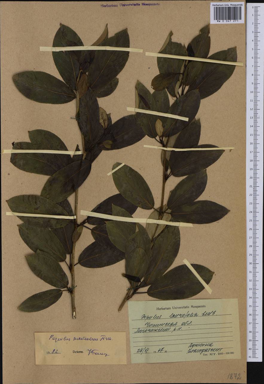 Populus suaveolens, Siberia, Baikal & Transbaikal region (S4) (Russia)