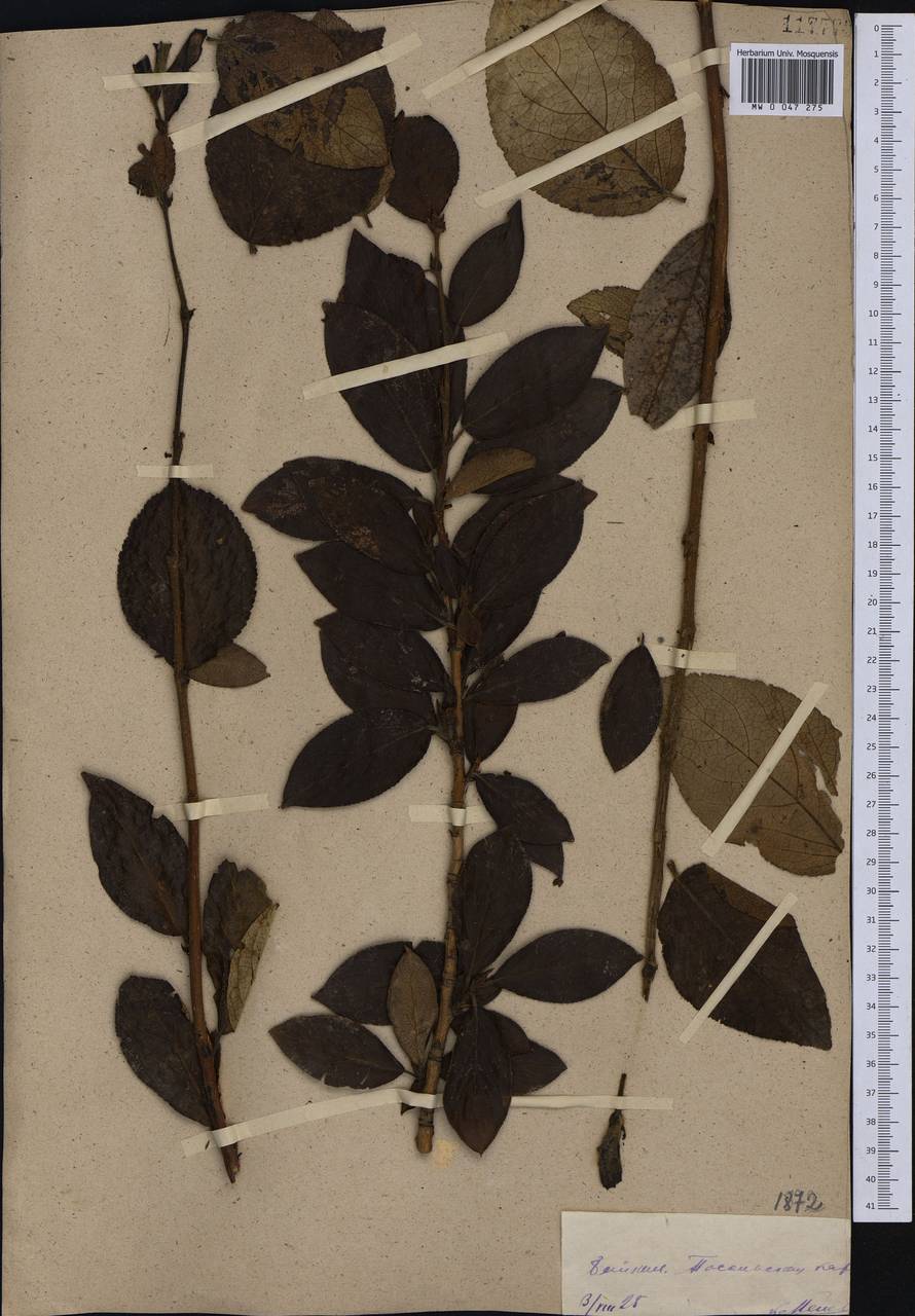 Populus suaveolens, Siberia, Baikal & Transbaikal region (S4) (Russia)