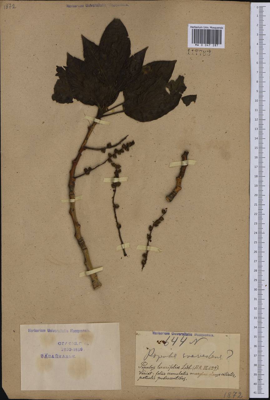 Populus suaveolens Fisch., Siberia, Baikal & Transbaikal region (S4) (Russia)