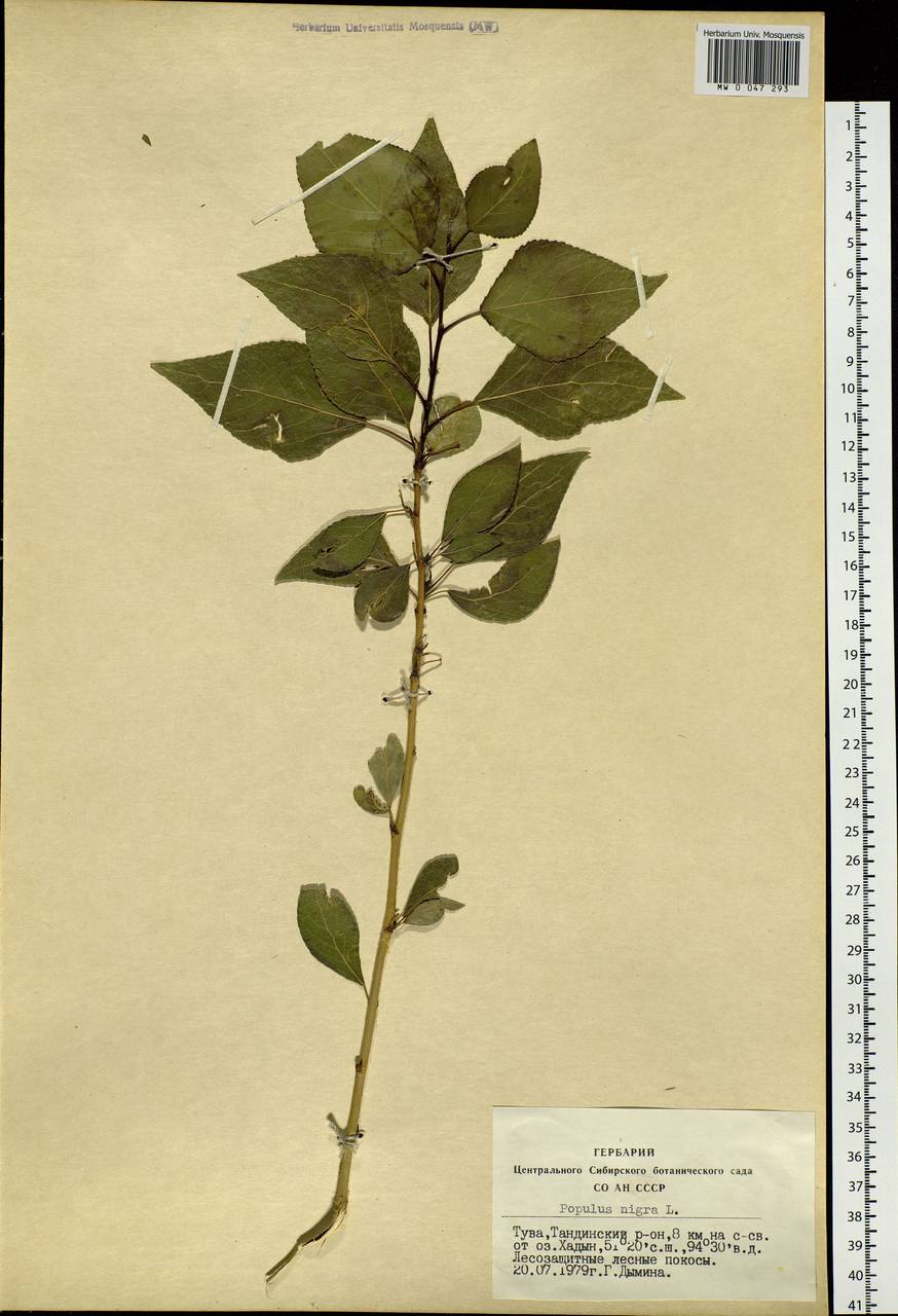Populus nigra L., Siberia, Altai & Sayany Mountains (S2) (Russia)