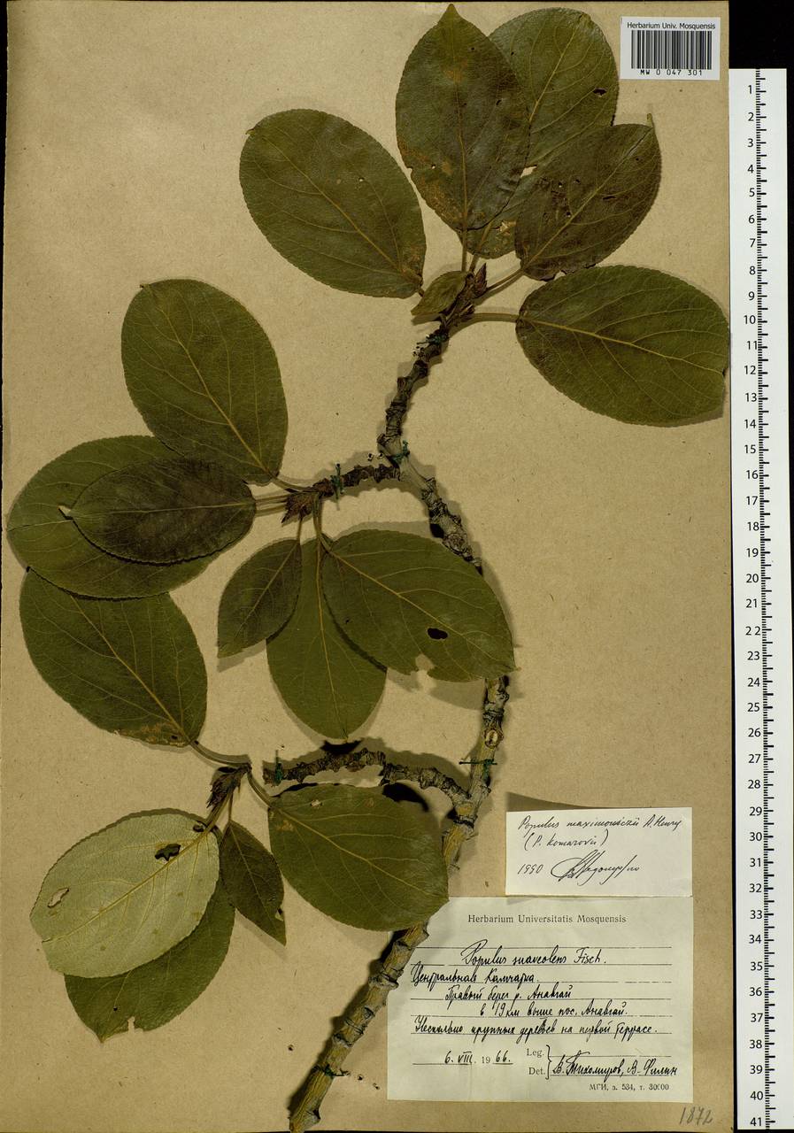 Populus suaveolens subsp. maximowiczii (A. Henry) Tatew., Siberia, Chukotka & Kamchatka (S7) (Russia)