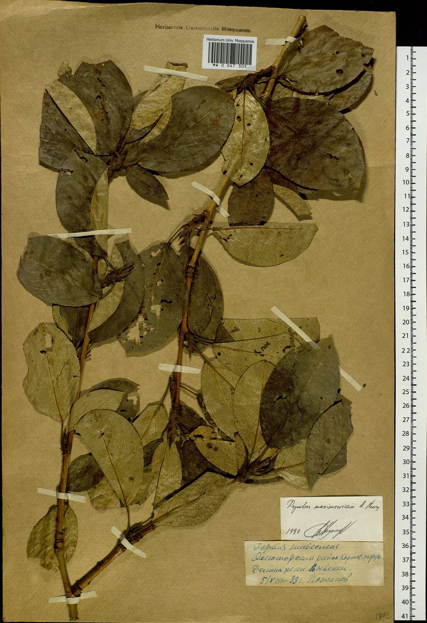 Populus suaveolens subsp. maximowiczii (A. Henry) Tatew., Siberia, Chukotka & Kamchatka (S7) (Russia)
