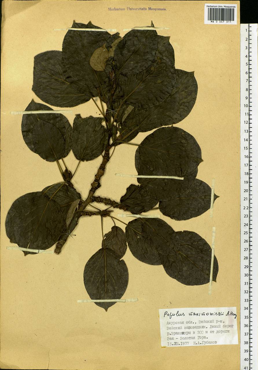 Populus suaveolens subsp. maximowiczii (A. Henry) Tatew., Siberia, Russian Far East (S6) (Russia)