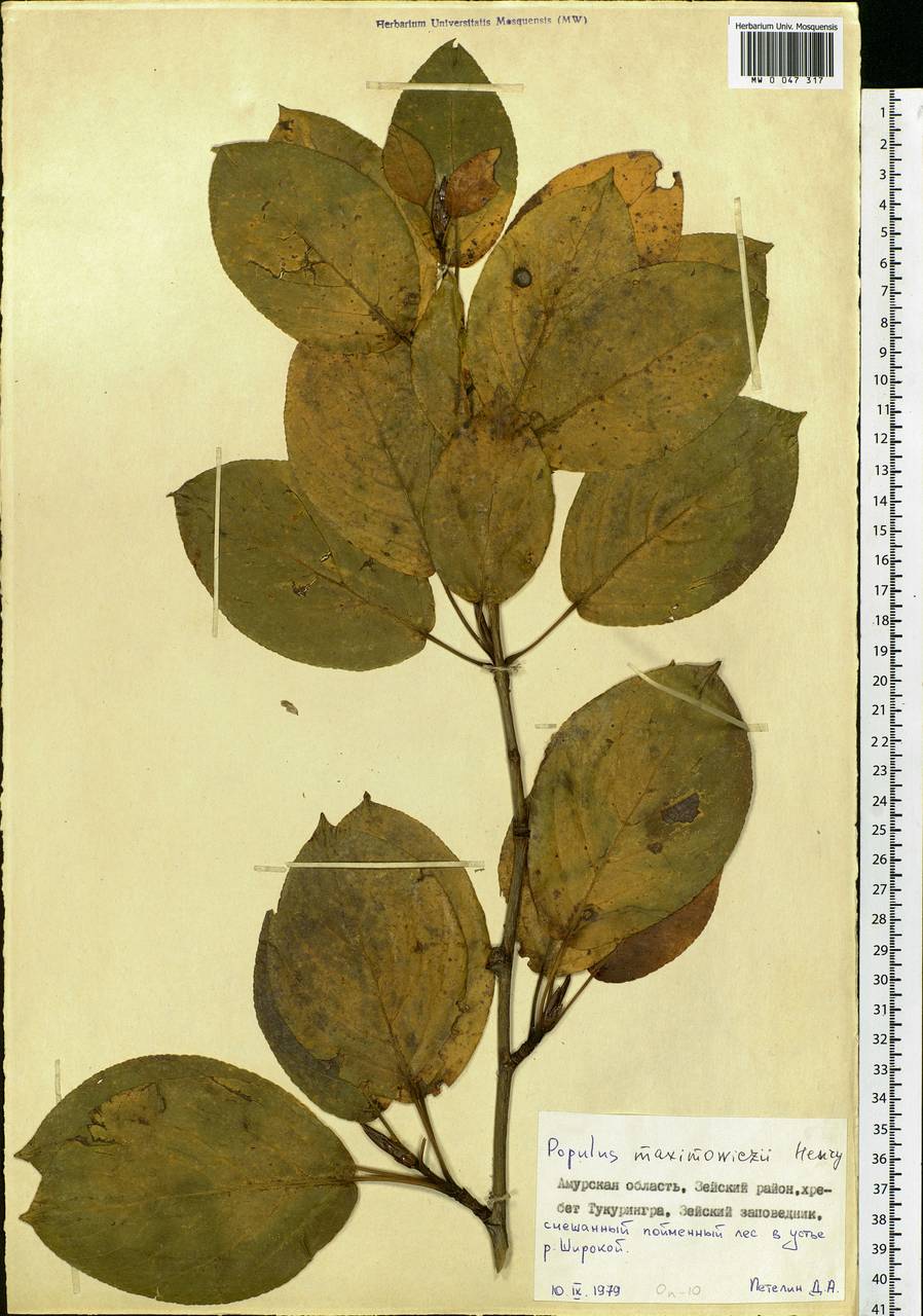 Populus suaveolens subsp. maximowiczii (A. Henry) Tatew., Siberia, Russian Far East (S6) (Russia)
