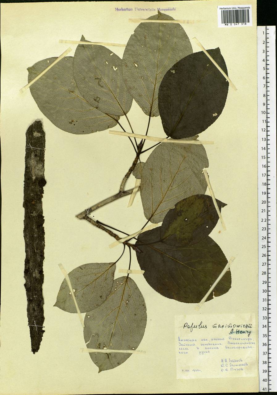 Populus suaveolens subsp. maximowiczii (A. Henry) Tatew., Siberia, Russian Far East (S6) (Russia)