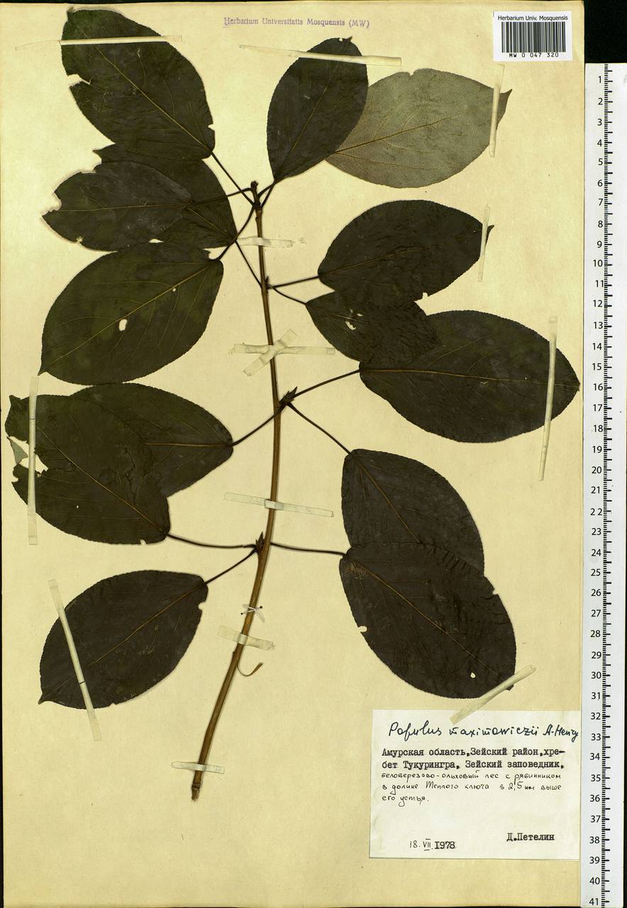 Populus suaveolens subsp. maximowiczii (A. Henry) Tatew., Siberia, Russian Far East (S6) (Russia)