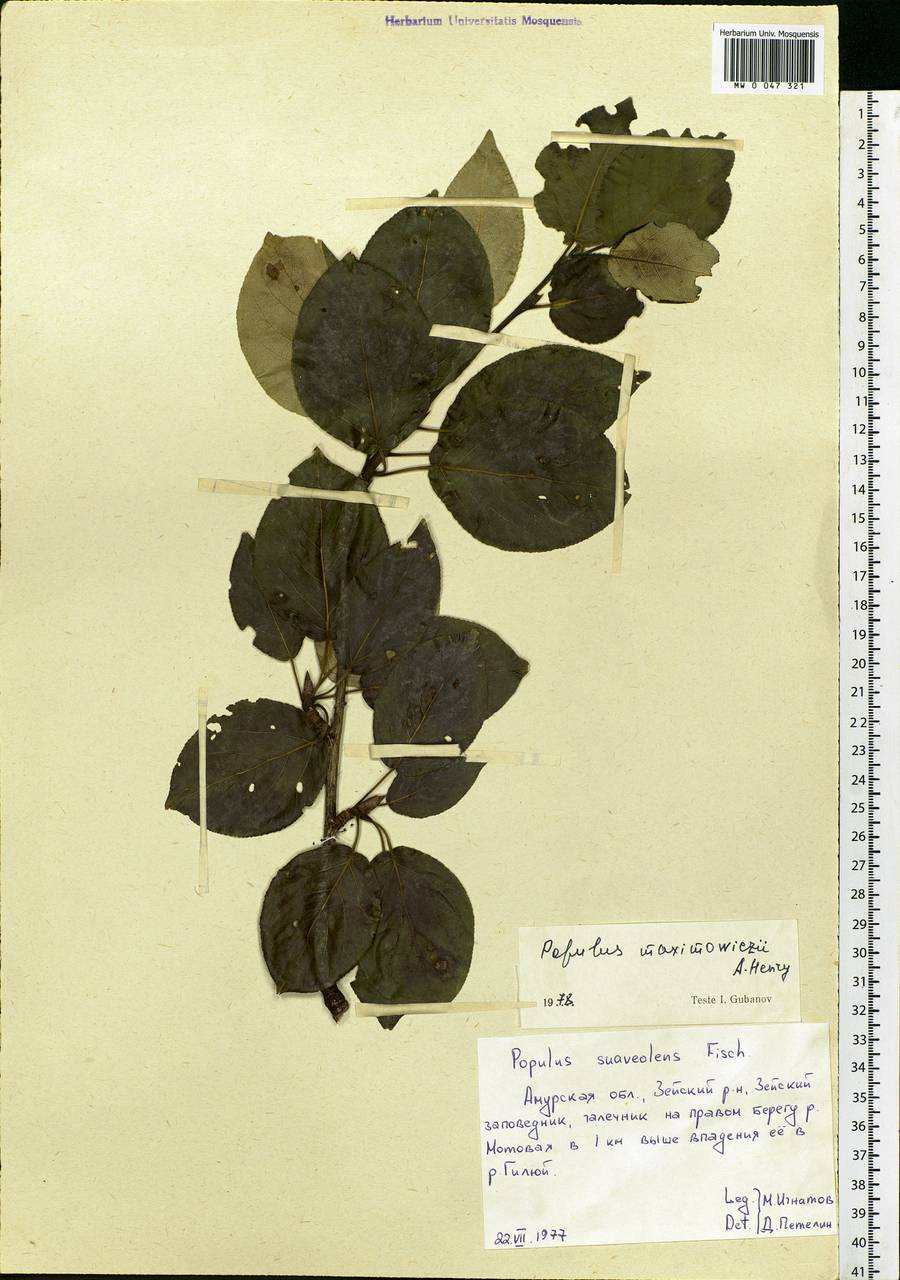 Populus suaveolens subsp. maximowiczii (A. Henry) Tatew., Siberia, Russian Far East (S6) (Russia)