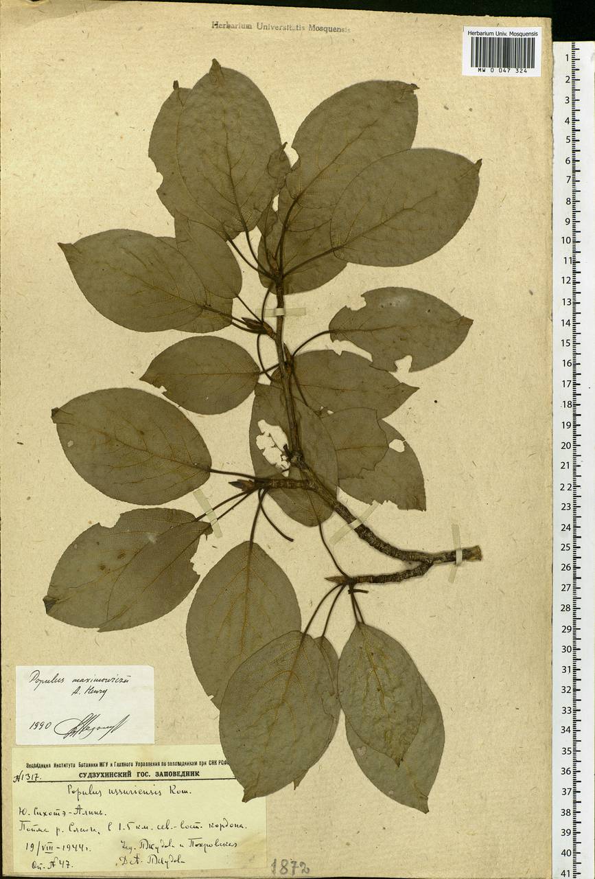 Populus suaveolens subsp. maximowiczii (A. Henry) Tatew., Siberia, Russian Far East (S6) (Russia)