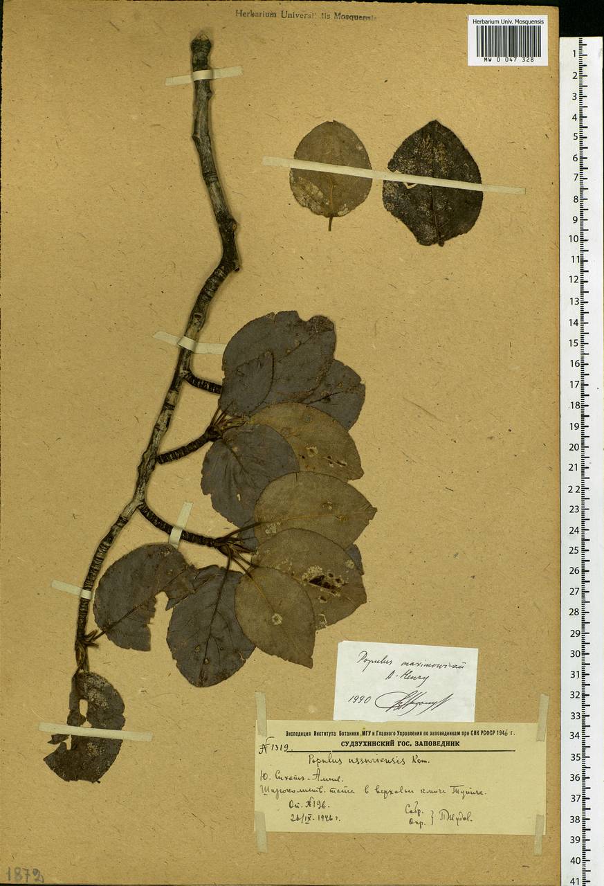 Populus suaveolens subsp. maximowiczii (A. Henry) Tatew., Siberia, Russian Far East (S6) (Russia)