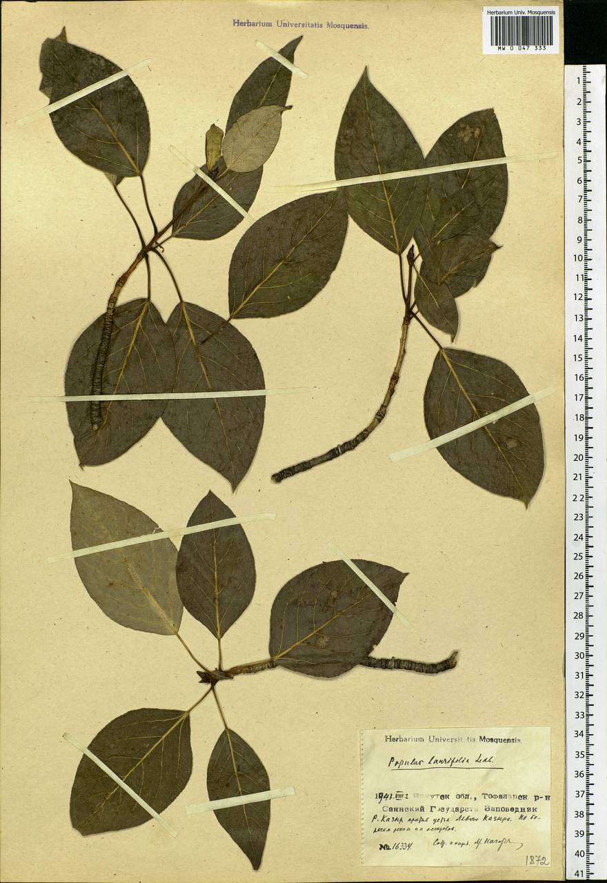 Populus laurifolia Ledeb., Siberia, Baikal & Transbaikal region (S4) (Russia)