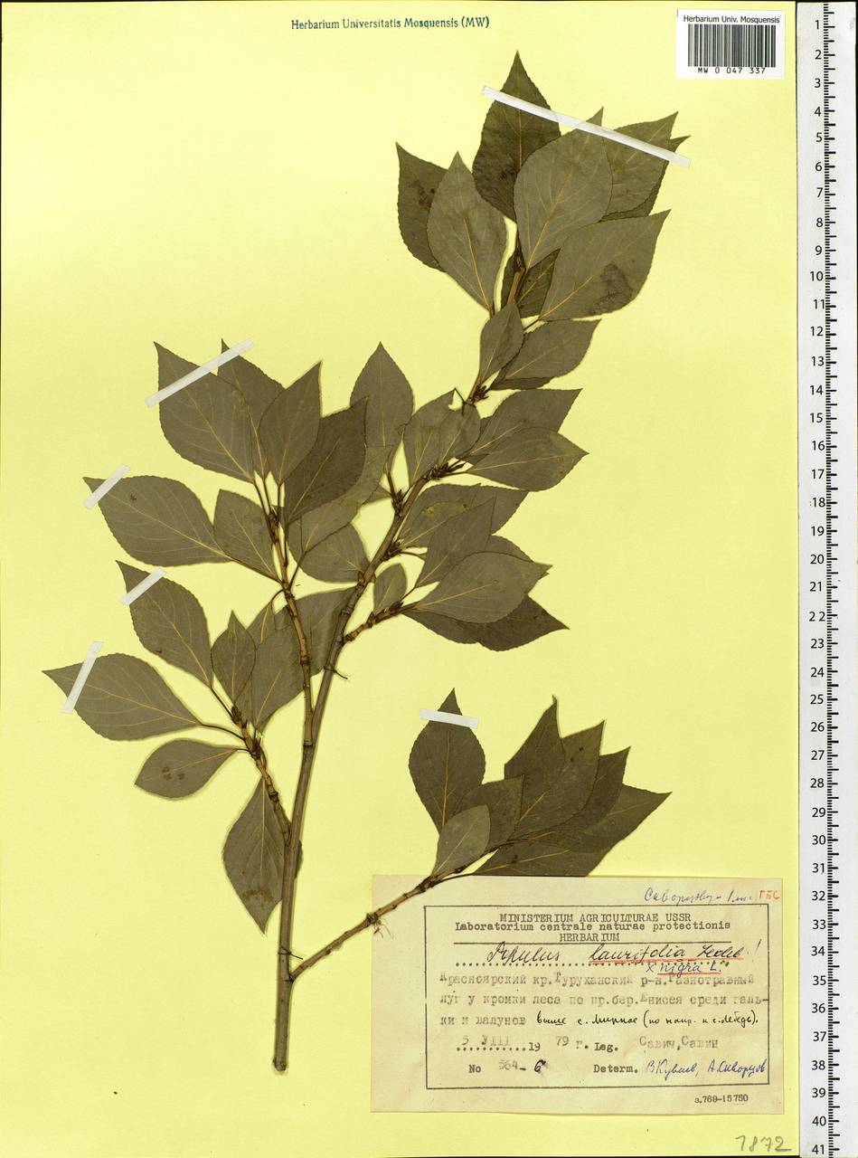 Populus laurifolia Ledeb., Siberia, Central Siberia (S3) (Russia)