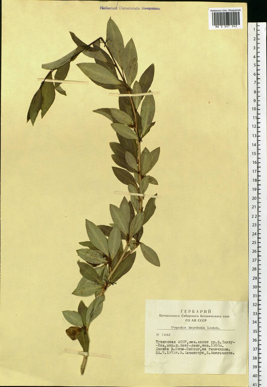 Populus laurifolia Ledeb., Siberia, Altai & Sayany Mountains (S2) (Russia)