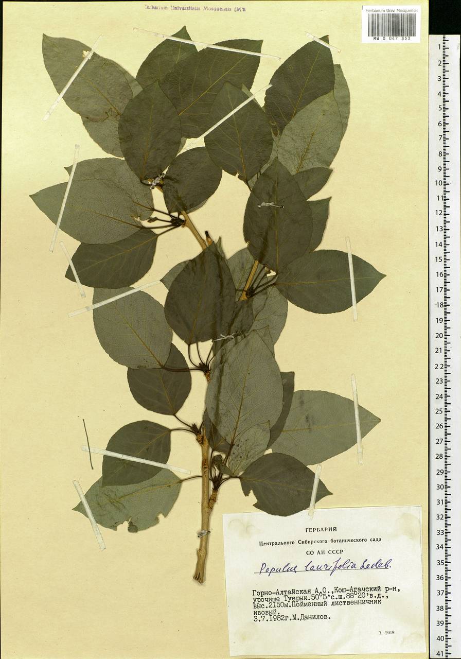 Populus laurifolia Ledeb., Siberia, Altai & Sayany Mountains (S2) (Russia)