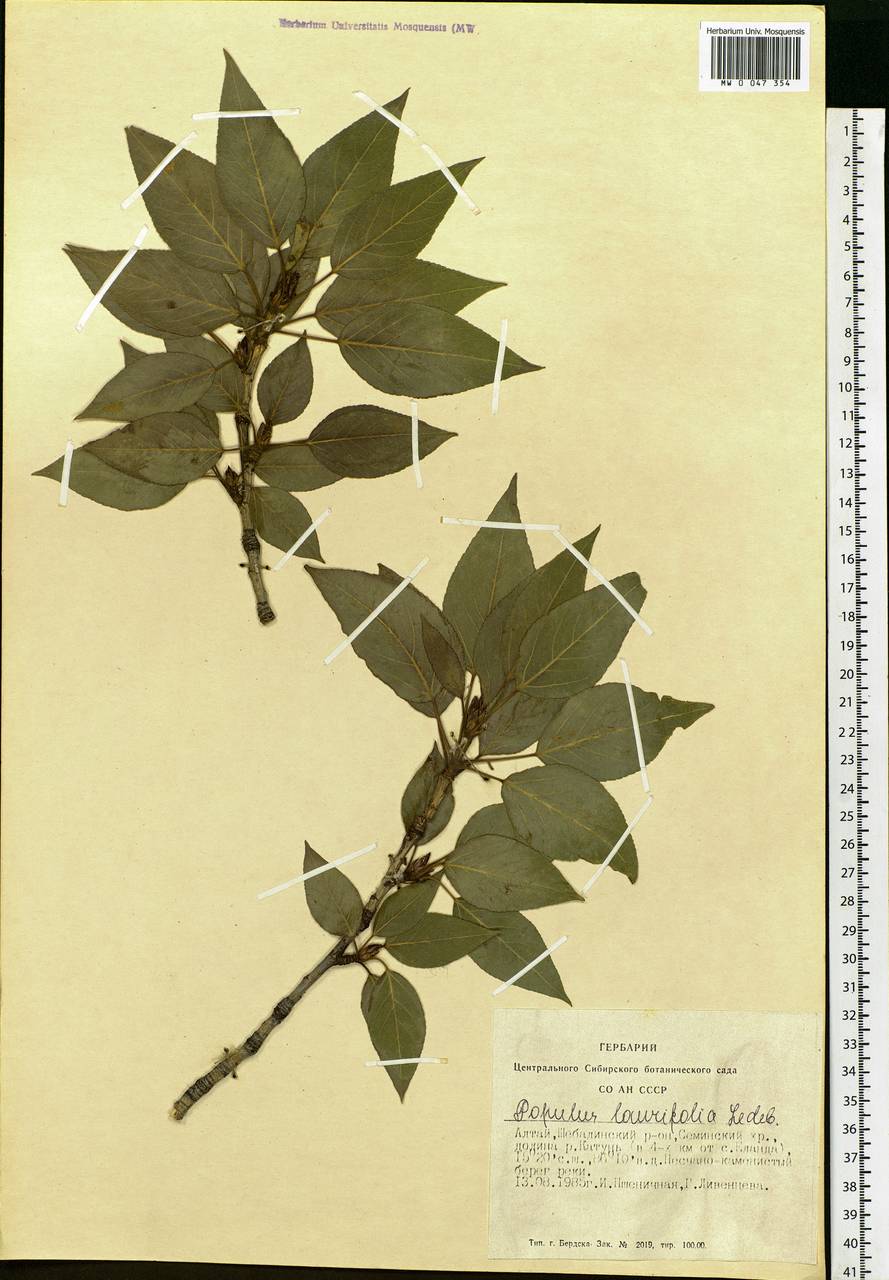 Populus laurifolia Ledeb., Siberia, Altai & Sayany Mountains (S2) (Russia)