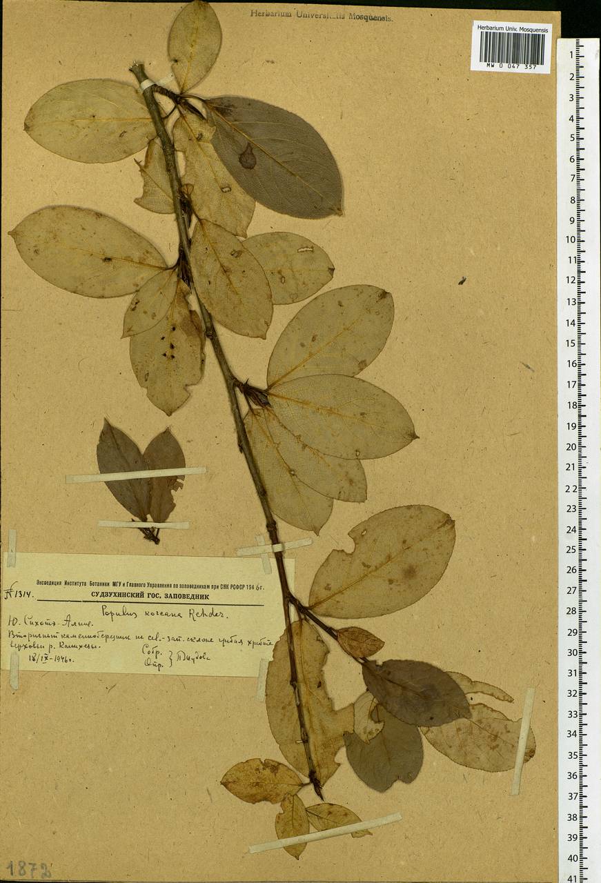 Populus suaveolens, Siberia, Russian Far East (S6) (Russia)