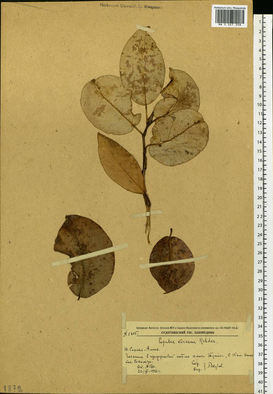 Populus suaveolens, Siberia, Russian Far East (S6) (Russia)