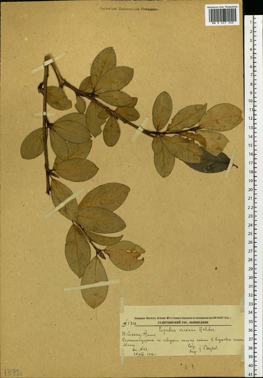 Populus suaveolens, Siberia, Russian Far East (S6) (Russia)
