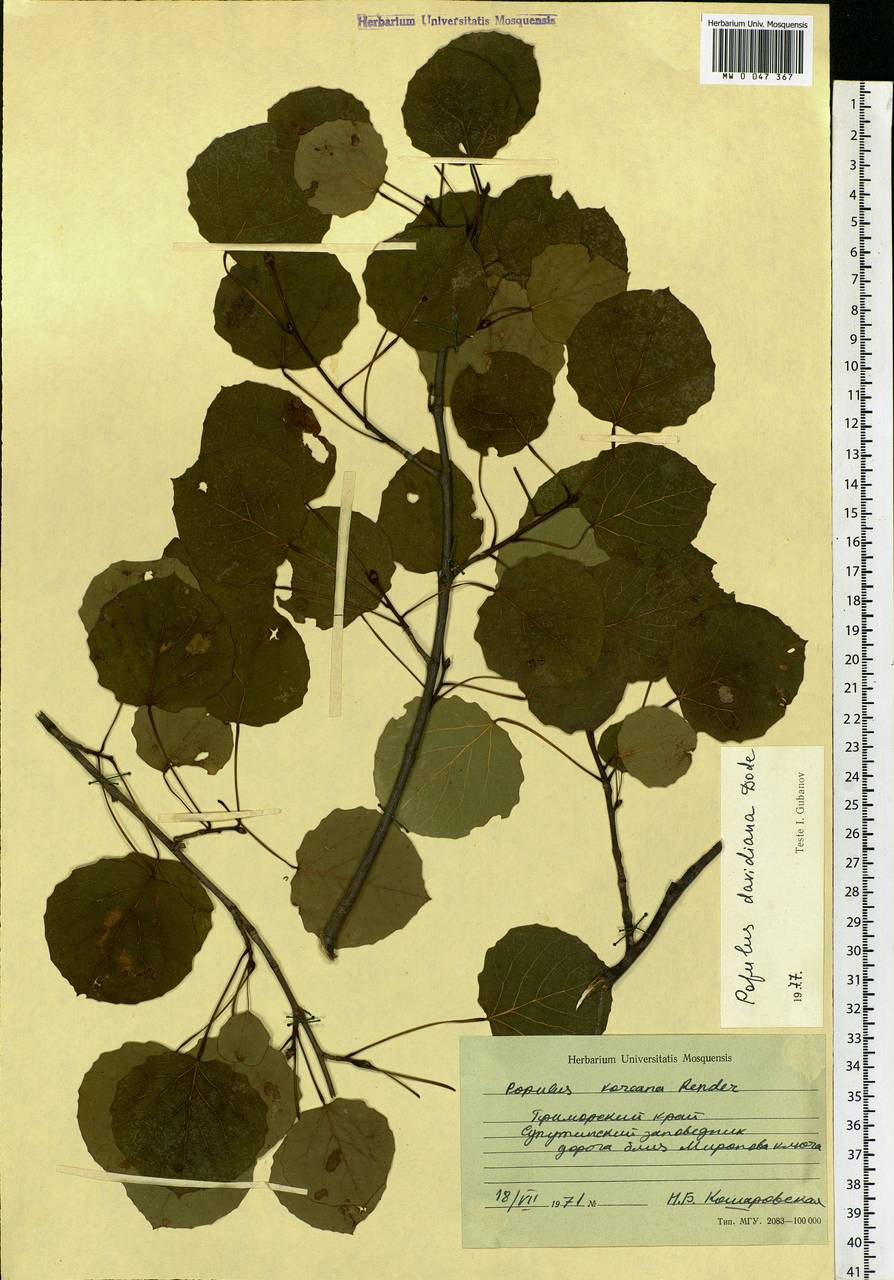 Populus tremula var. davidiana (Dode) C. K. Schneid., Siberia, Russian Far East (S6) (Russia)