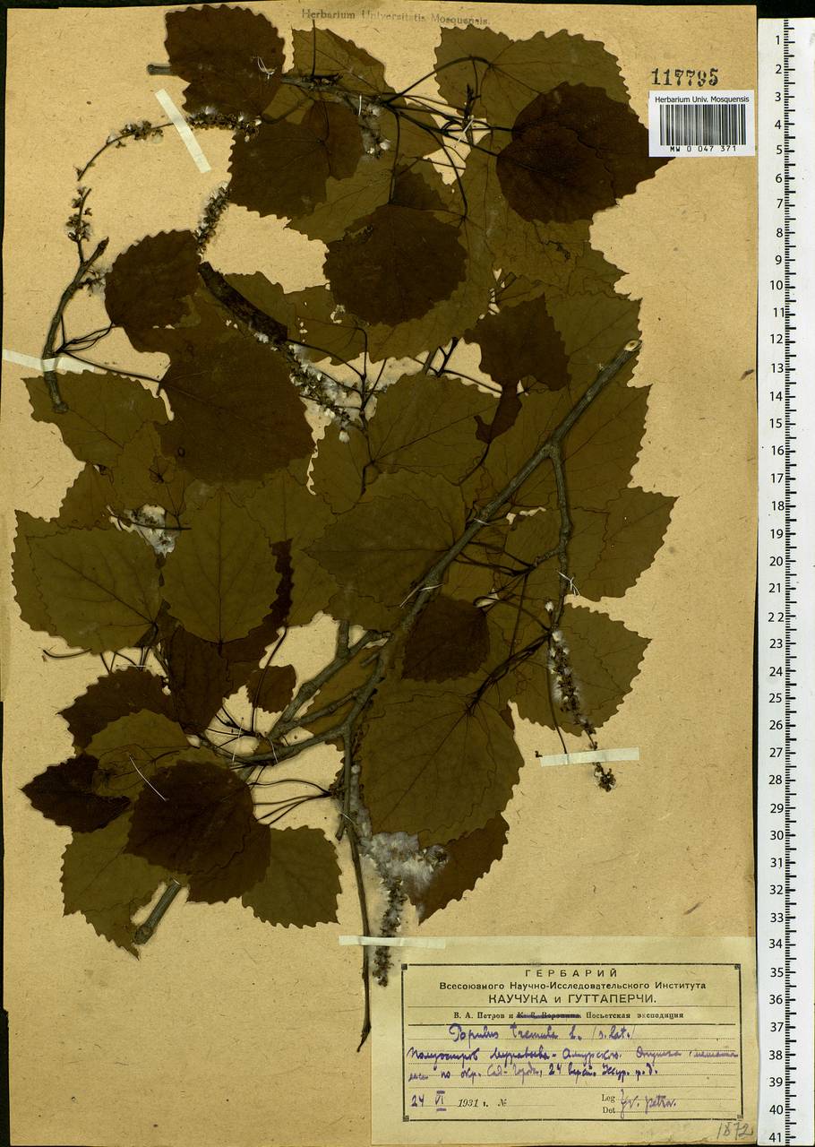 Populus tremula var. davidiana (Dode) C. K. Schneid., Siberia, Russian Far East (S6) (Russia)