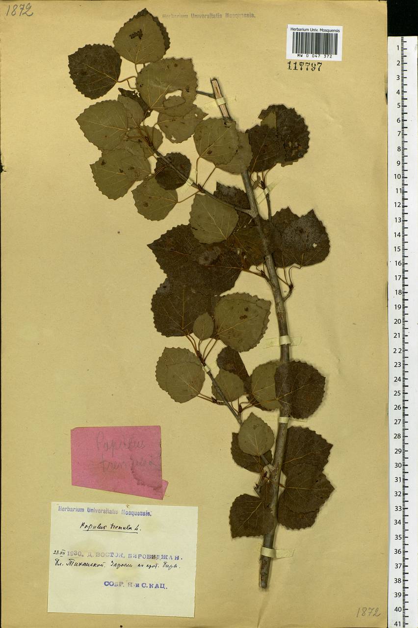 Populus tremula var. davidiana (Dode) C. K. Schneid., Siberia, Russian Far East (S6) (Russia)