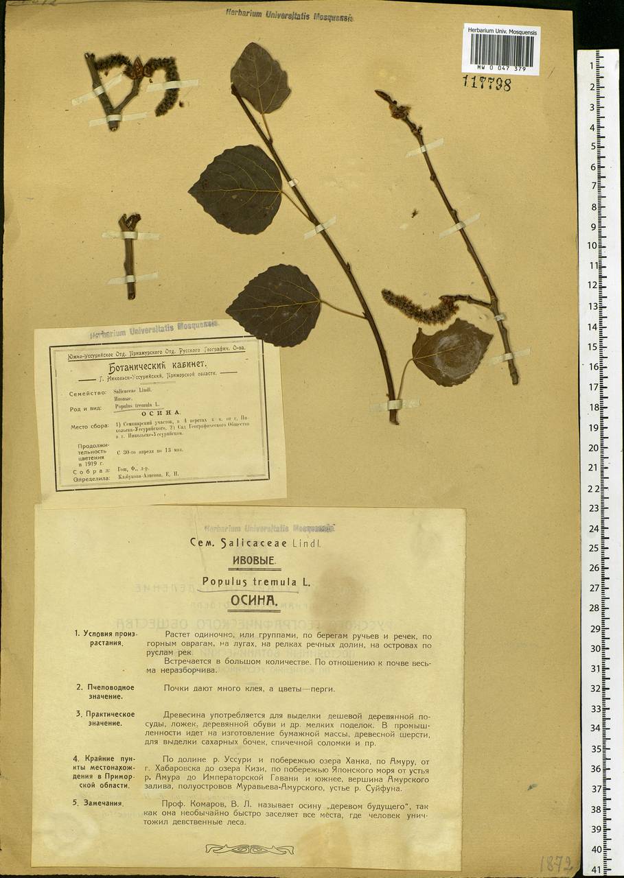 Populus tremula var. davidiana (Dode) C. K. Schneid., Siberia, Russian Far East (S6) (Russia)
