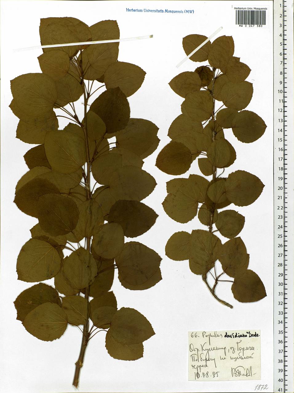 Populus tremula var. davidiana (Dode) C. K. Schneid., Siberia, Russian Far East (S6) (Russia)