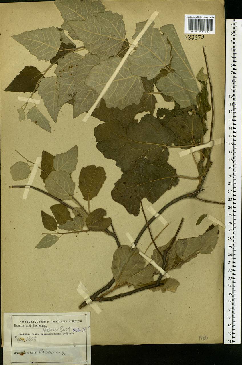 Populus alba, Siberia, Western Siberia (S1) (Russia)