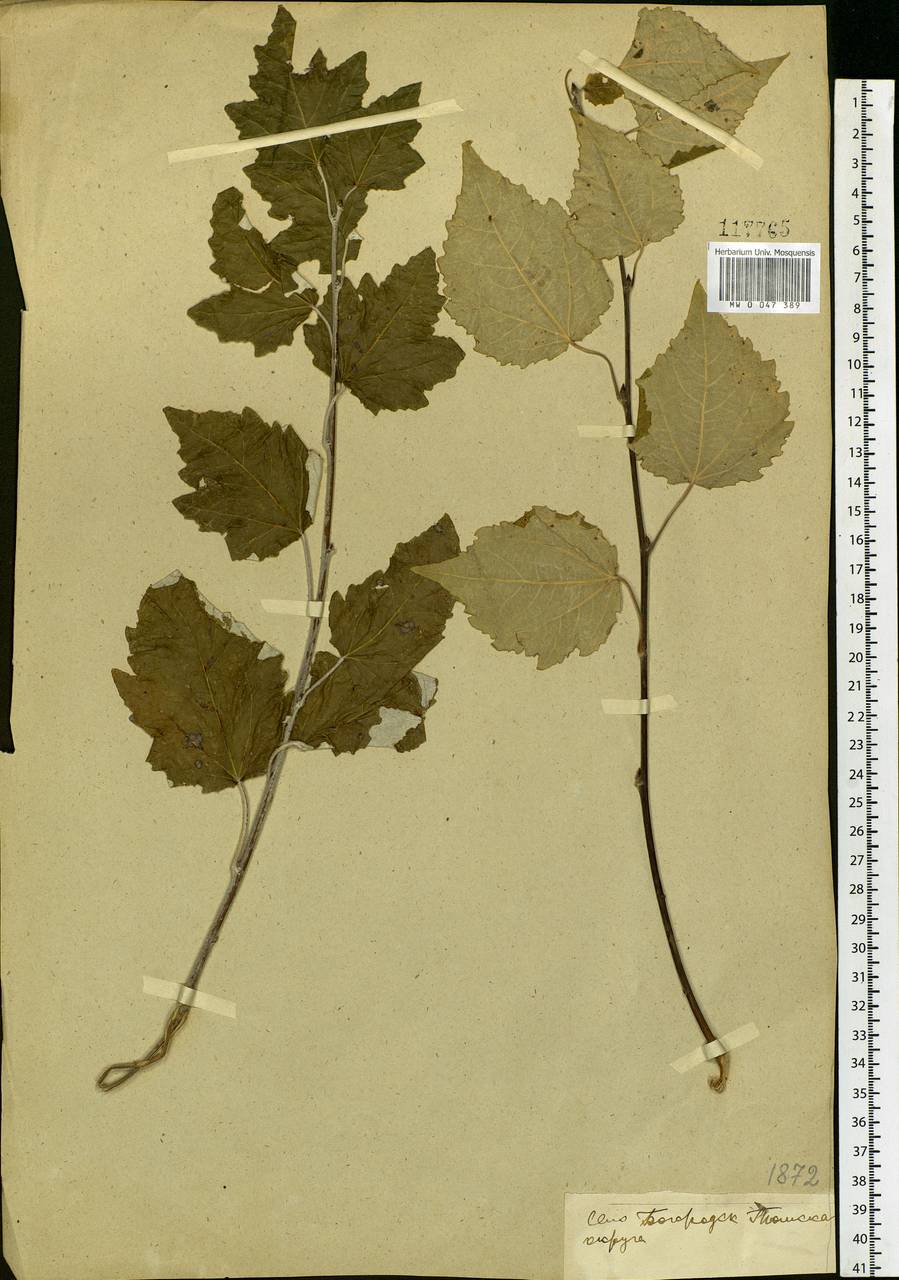 Populus alba, Siberia, Western Siberia (S1) (Russia)