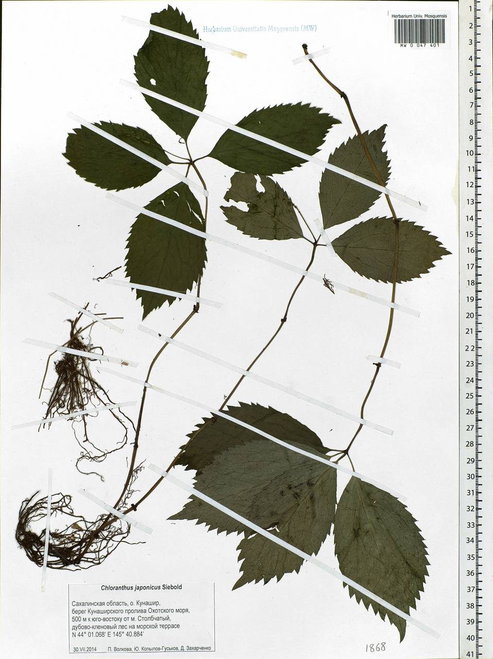 Chloranthus japonicus Siebold, Siberia, Russian Far East (S6) (Russia)