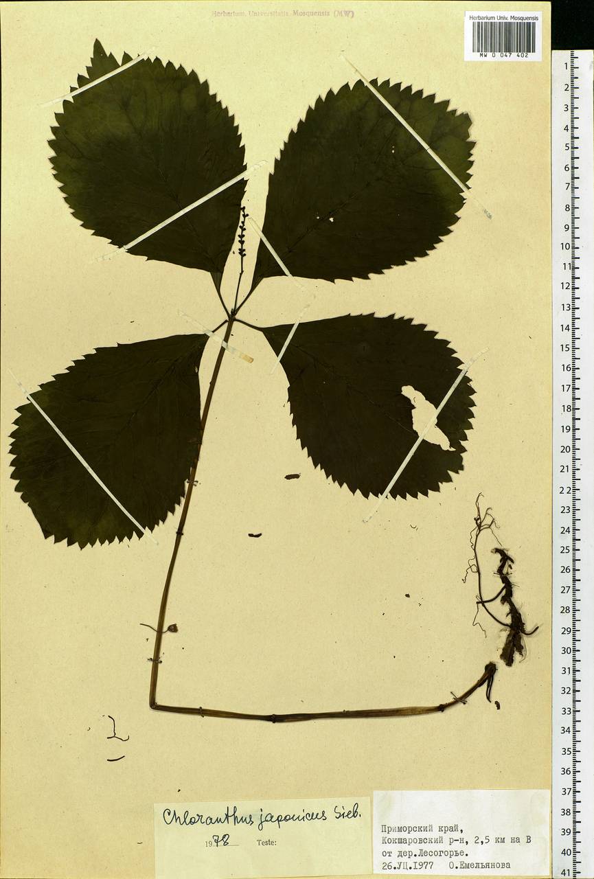 Chloranthus japonicus Siebold, Siberia, Russian Far East (S6) (Russia)