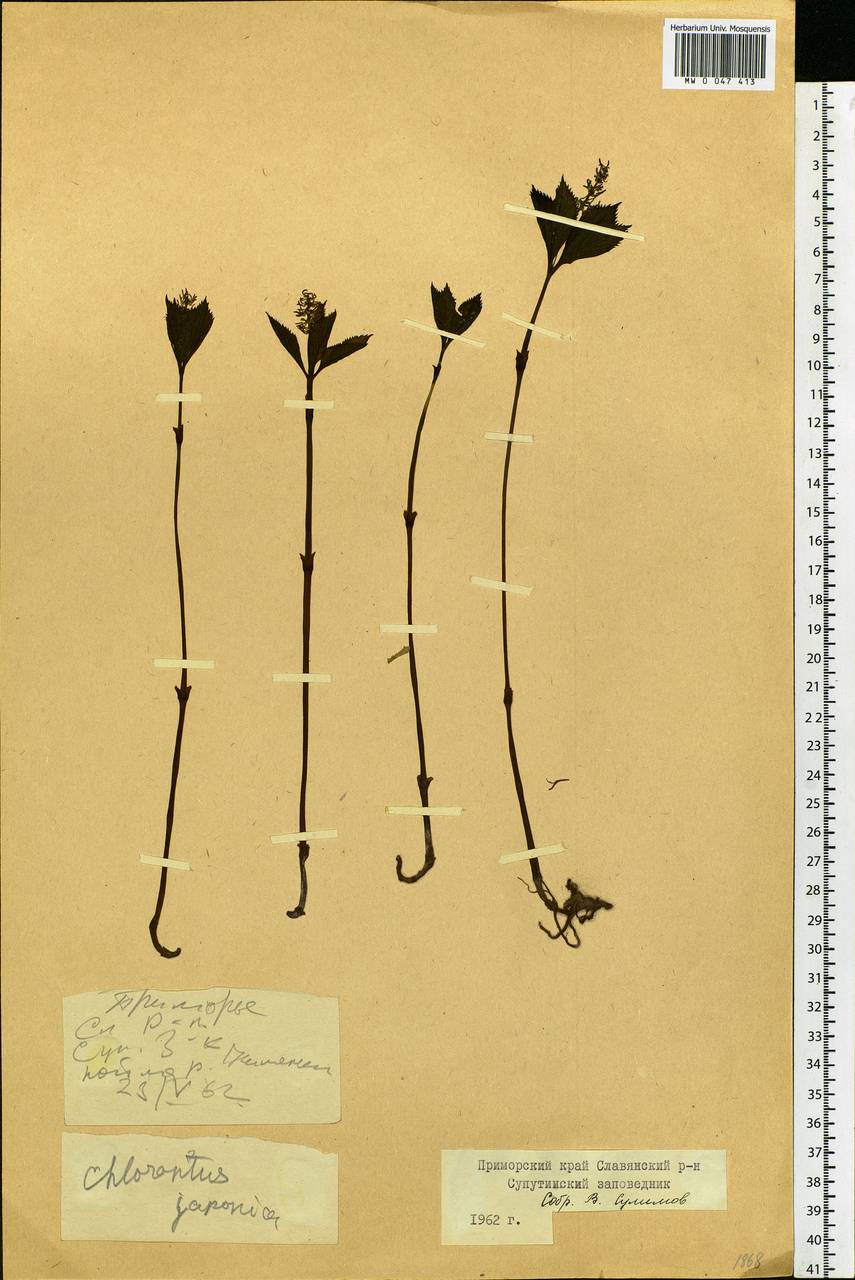 Chloranthus japonicus Siebold, Siberia, Russian Far East (S6) (Russia)