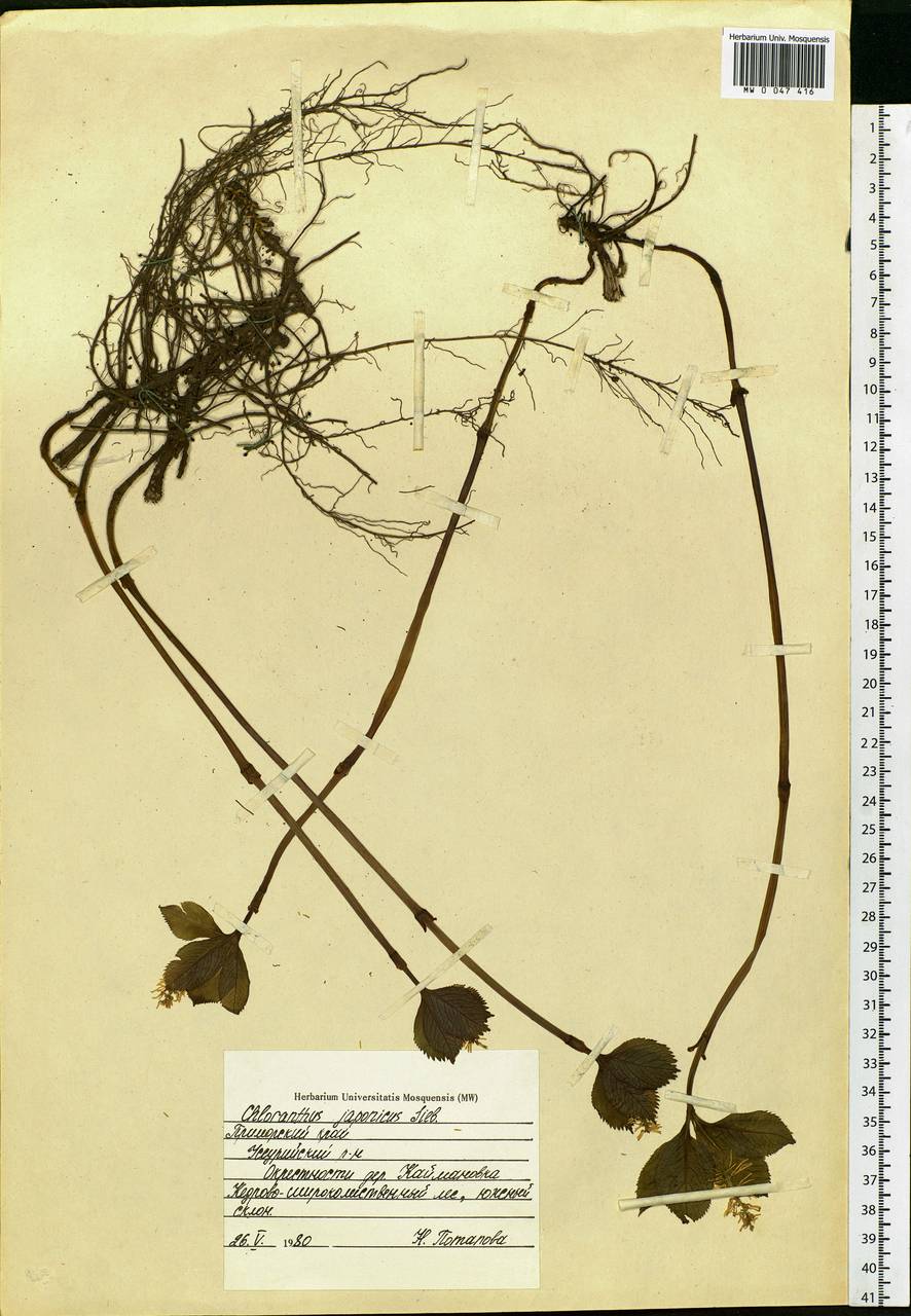 Chloranthus japonicus Siebold, Siberia, Russian Far East (S6) (Russia)