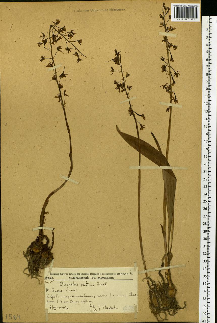 Oreorchis patens (Lindl.) Lindl., Siberia, Russian Far East (S6) (Russia)