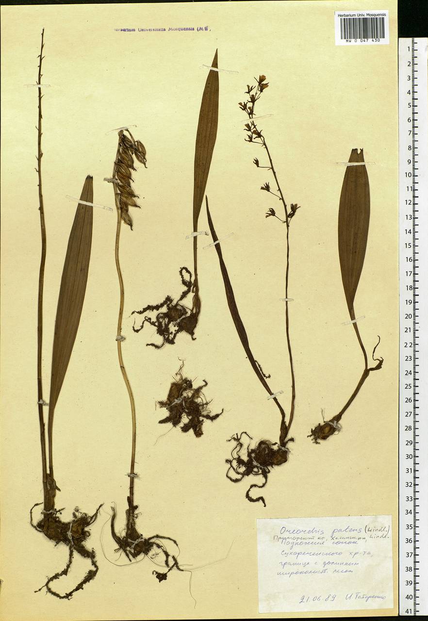 Oreorchis patens (Lindl.) Lindl., Siberia, Russian Far East (S6) (Russia)