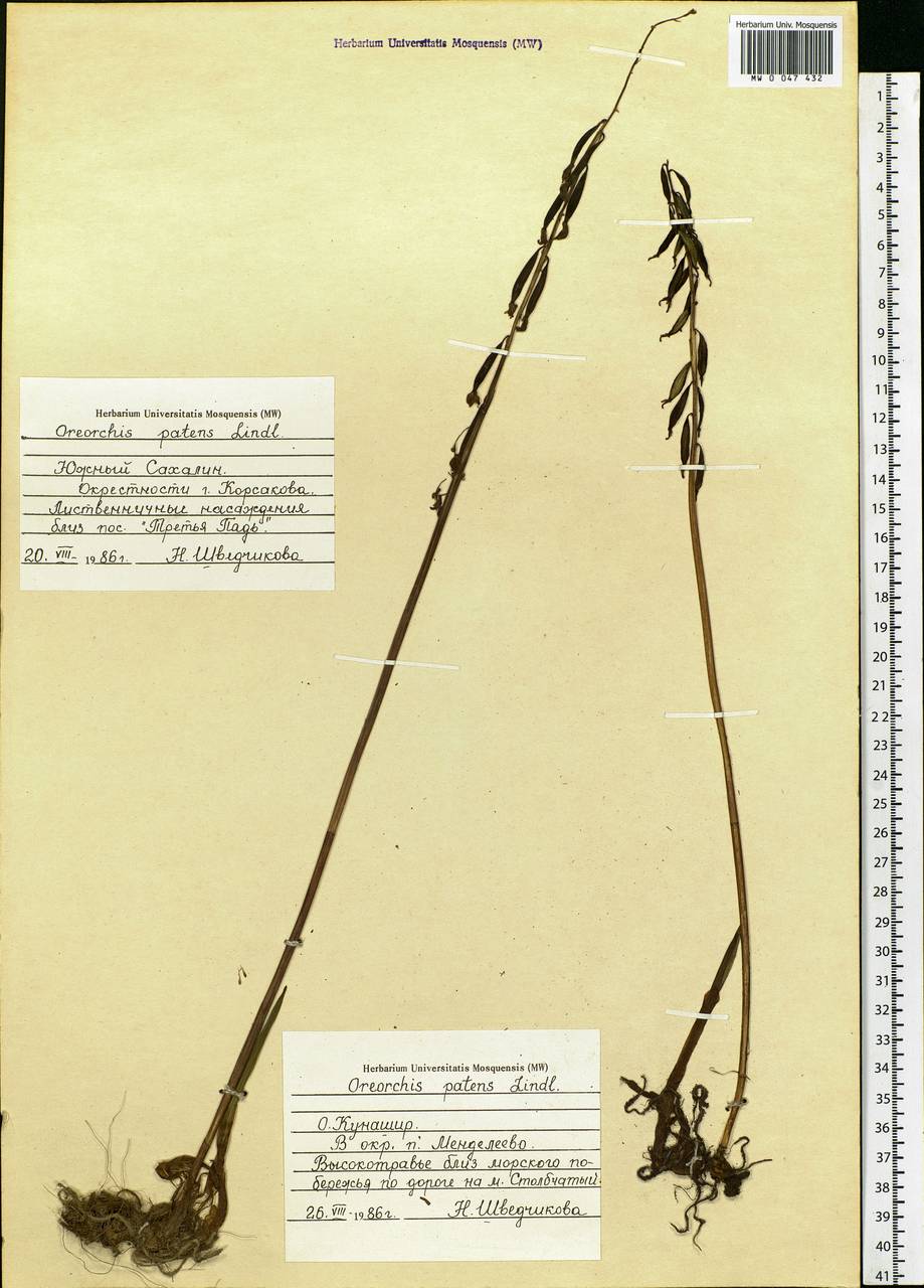 Oreorchis patens (Lindl.) Lindl., Siberia, Russian Far East (S6) (Russia)