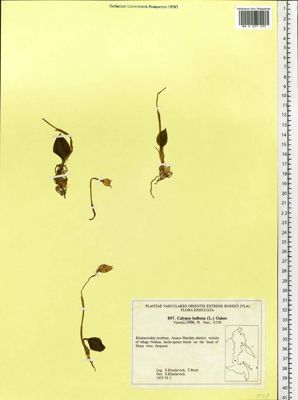 Calypso bulbosa (L.) Oakes, Siberia, Russian Far East (S6) (Russia)